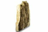 Polished, Petrified Wood (Metasequoia) Stand Up - Oregon #263762-2